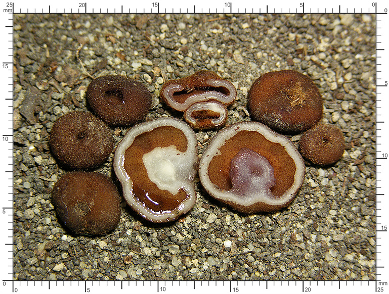 Genea hispidula